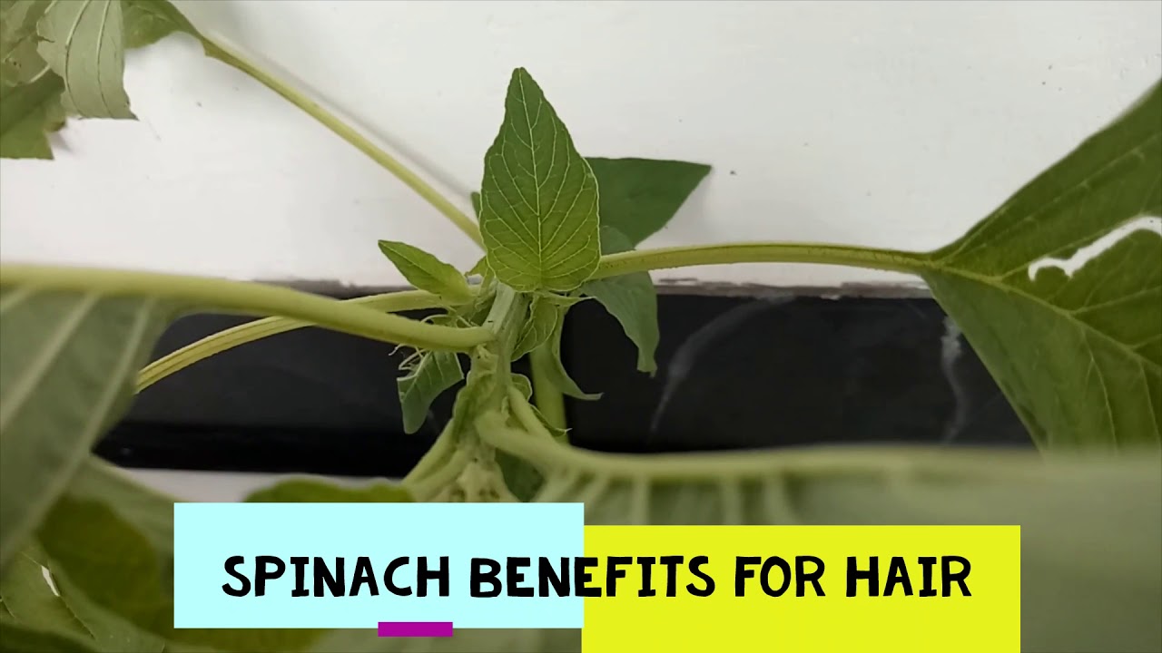 SPINACH BENEFITS FOR HAIR YouTube
