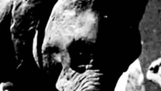 Ymir The Sea Dinosaur 1976 The Elephants Trumpet