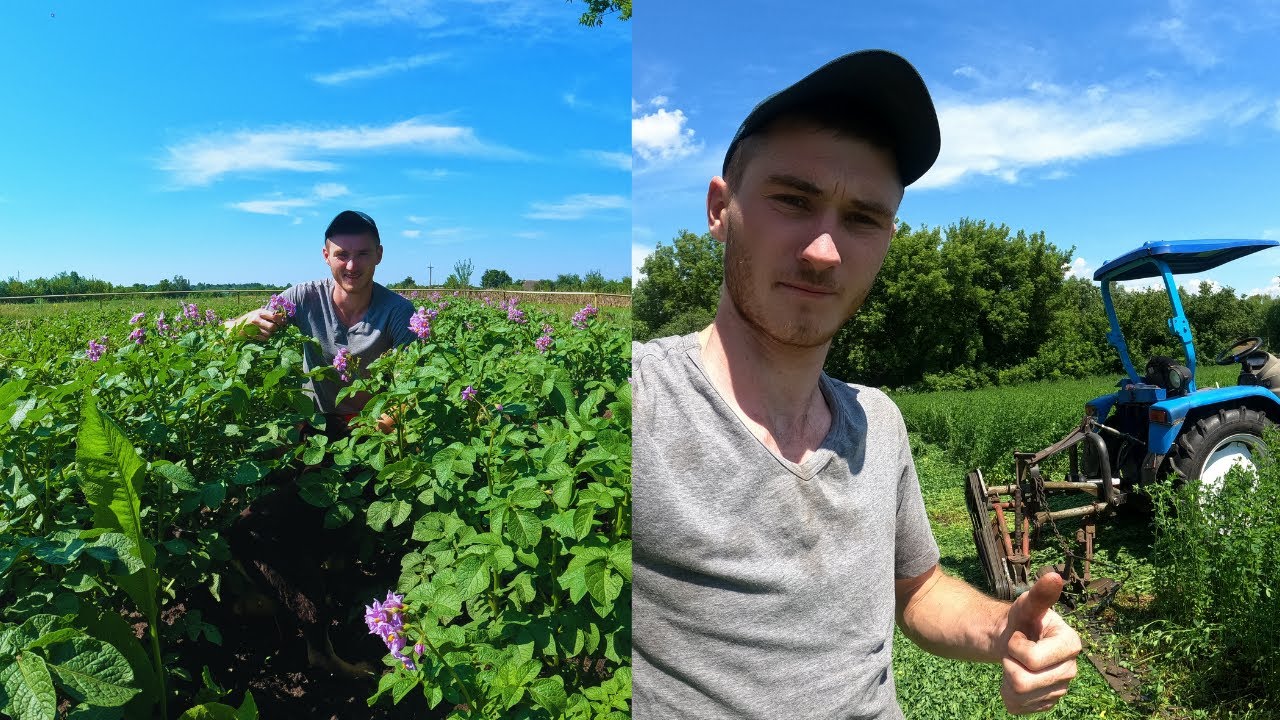 ДРУГИЙ УКІС ЛЮЦЕРНИ та РЕЗУЛЬТАТ РОЗСАДИ!