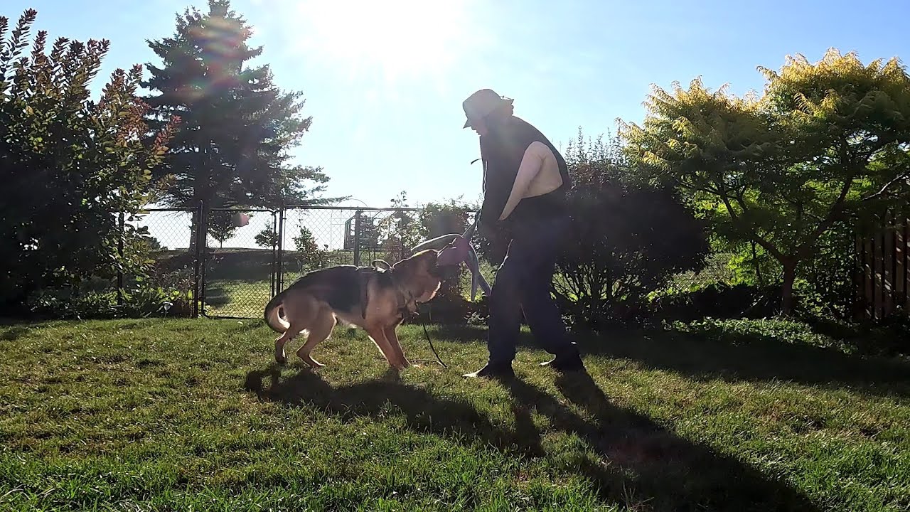 Sully board and train day 5: morning play session