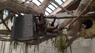 Sloth eating at Montreal's Biodôme (zoo/aquarium)