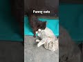 #cat #funny