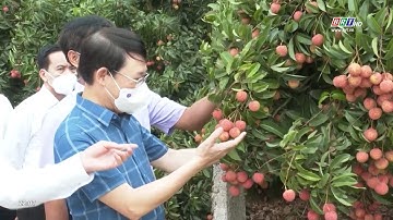 Bắc Giang tiêu thụ thành công 50 nghìn tấn vải chín sớm | BRT News