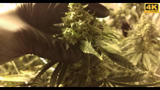 Chem4 OG Week 7 Flowering (Day 49) Hydro/Scrog