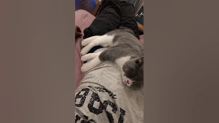 Video 12181: british shorthair cat purring, british shorthair cat kitten, british shorthair cute cat, sleep purring