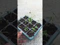 Young tomatoe seedlings growing in Seedling tray | Home Gardening | Organic Gardening.