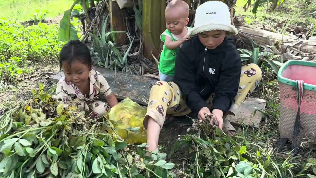 A Hard but Beautiful Day with Single Mom Ly Tieu Bo – Picking Peanuts & Fresh Vegetables