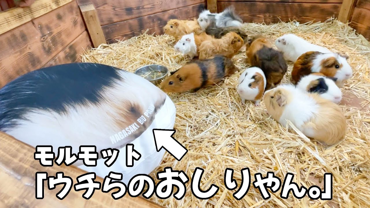 Guinea pigs wary of other guinea pigs' butts lol [Notice] - YouTube