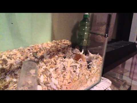How to breed gerbils Part 2