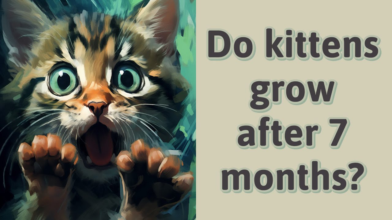 Do kittens grow after 7 months? YouTube