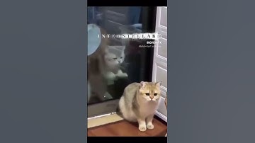 Interstellar version of Cats 🐱#interstellar #memes #cats #catshorts #insta #memepage #viralvideo