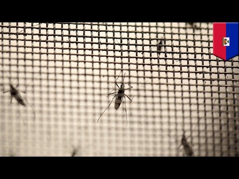 The next Zika? Mayaro virus discovered in Haiti for the first time - TomoNews