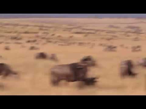 2014-7肯亞之旅牛羚渡河MVI 1453