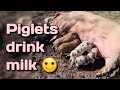 Piglets actively drink milk from Mother Pig&#39;s udder 🐖