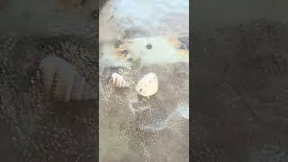 🎮 Real-Life Quest: Discovering Tiny Shell Crabs!