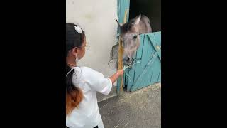 #shortvideo #roblox #السعودية #ronaldo #alnassr #dubai #art #horse #cute #شفا #شباب_البومب