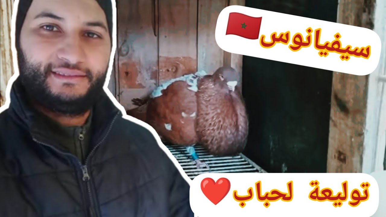 توليعة لحباب ❤️ 🔥🔥🔥🔥 سيفيانوس المغربي 🇲🇦 الأصيل، خنيسي، catitane)❤️اللهم بارك ❤️