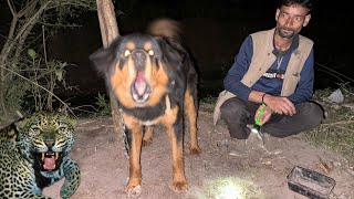 Shepherd Dogs PROTECTING Sheep from LEOPARD in the Forest