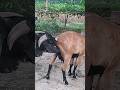 Lots of two goats they do very beautiful surprising shoots which we enjoy2023 Episode :534