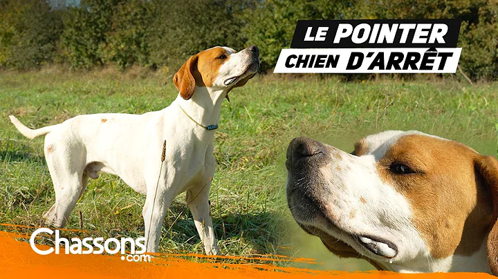 Why choose a pointer for hunting?
