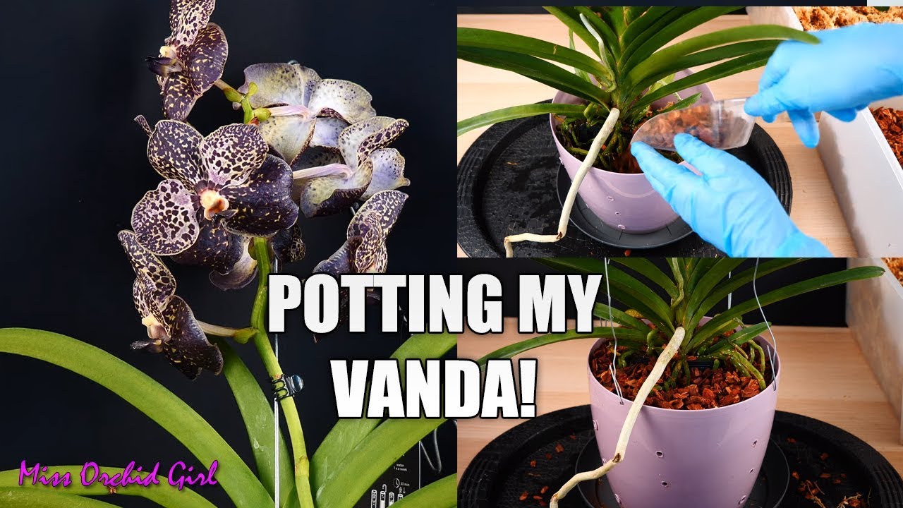 How I pot Vanda Orchids - About media & root adaptation - thptnganamst.edu.vn