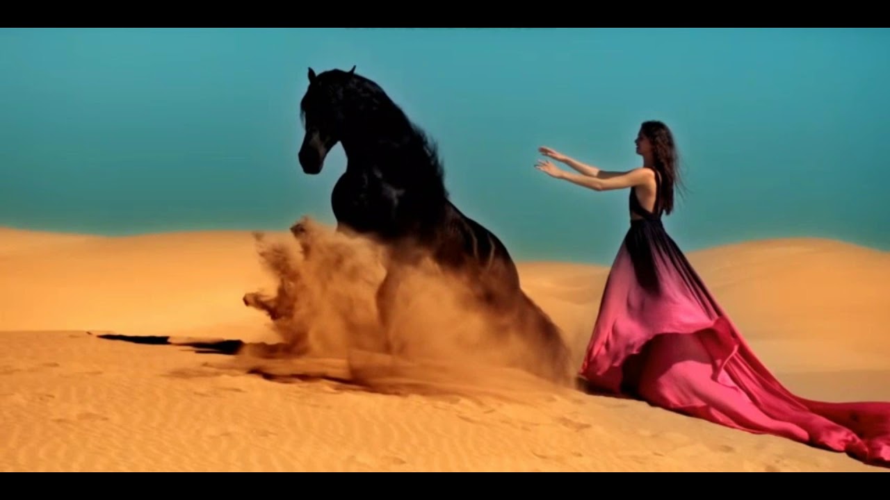 Horse Music video Bullet Train (Jump, Free Horses, Dressage, Liberty