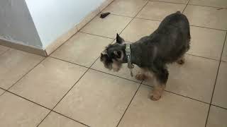 Cuando Mi Perrro Pue Come Una Galleta De Perro