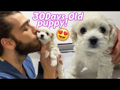 Video: Pet Scoop: Veterinerler Aslan Yavrularını Kurtarmaya Müdahale Ediyor, Ryan Seacrest Fan Köpeğinin Ameliyatını Ödüyor