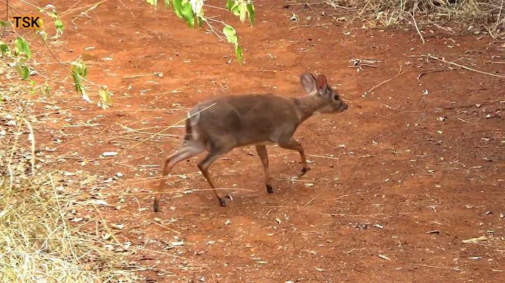 Kirk's Dik Dik  | The Smallest Antelope in Nairobi National Park