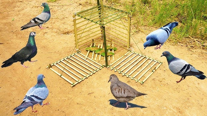 BIRDFALLEA. TRAPPOLA PER Uccelli. trappola per uccellini. Bird