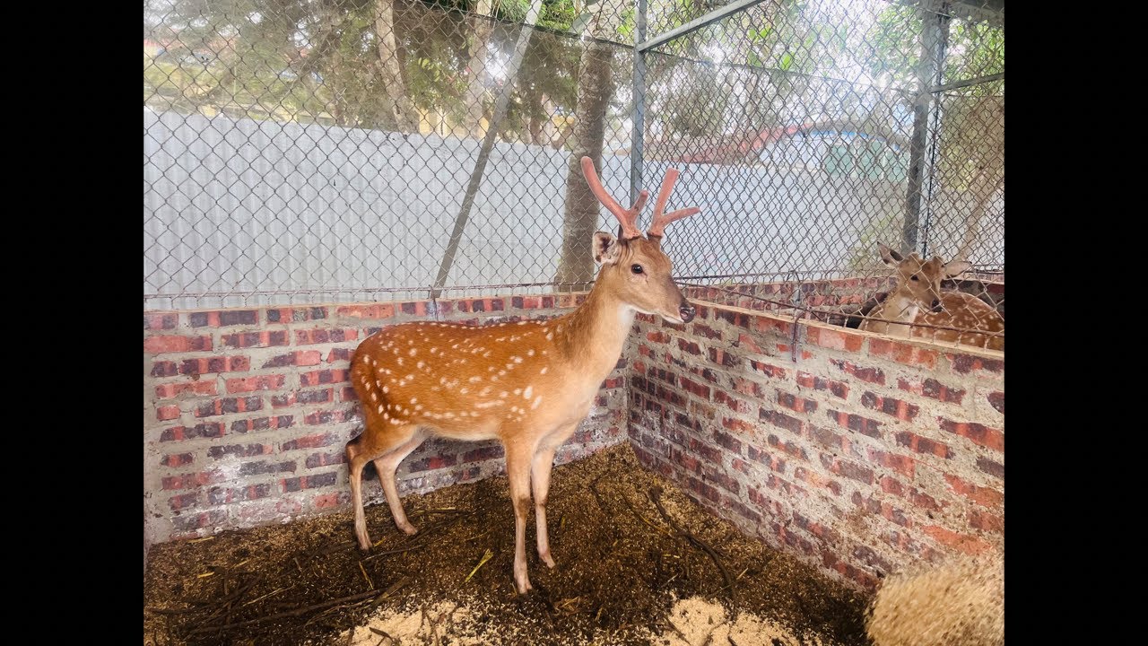 26/2 LINH TÙNG NHƯNG HƯƠU SIÊU CHẤT LƯỢNG 0869899172