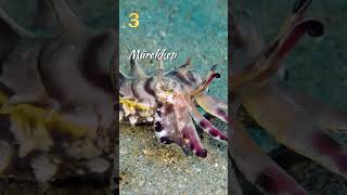 Doğada Renk Değiştirerek Kamufle Olan 5 Canlı Ğa