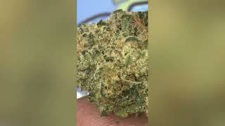 Animal Tree Strain Review (Smk Brk 420)