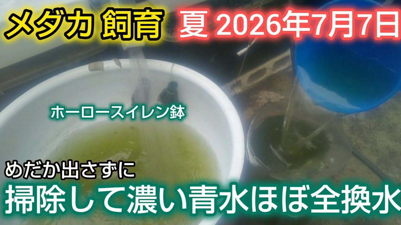 断捨離中 めだか次の発送8月10日さん 断捨離中 めだか次の発送8月10日さん 断捨離中 めだか次の発送8月10日