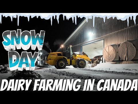 Clearing The Yard After A Blizzard!