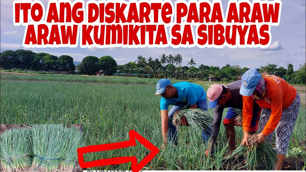 Paano Magtanim at Kumita ng Limpak - Limpak sa Sibuyas Dahon