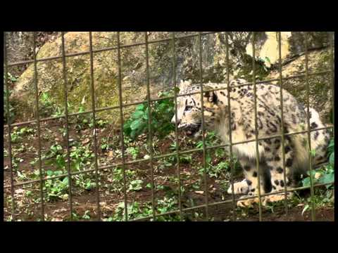 leopard print 肉入り氷を食べるユキヒョウっ仔2　Tama Zoo : Snow leopard cubs eat meat in the ice