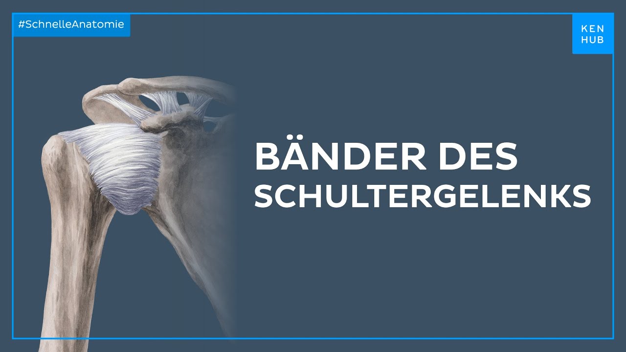 Bänder des Schultergelenks - Anatomie einfach erklärt | Kenhub