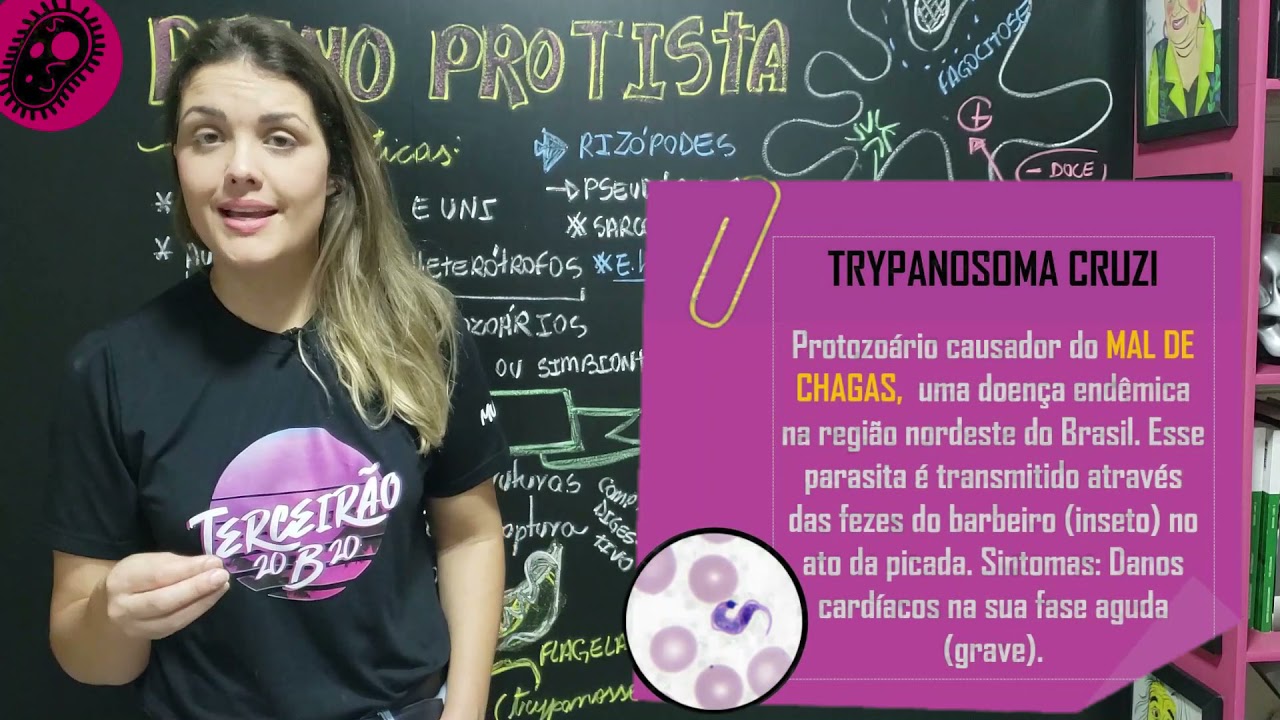 Reino Protista | Protozoários