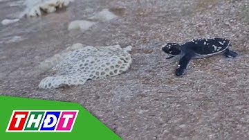 Bảo tồn rùa biển ở Vườn Quốc gia Núi Chúa | THDT