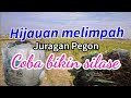 Hijauan Melimpah Juragan Pegon ‼️ Bikin silase