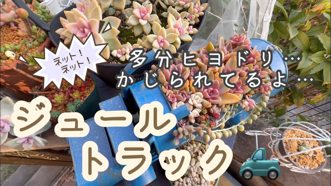 【多肉植物】ジュールトラック丼！準レギュラー黄色のつぶつぶ🟡🟡🟡で仕立て直しから植え直し…鳥よけネットもしなくっちゃ！