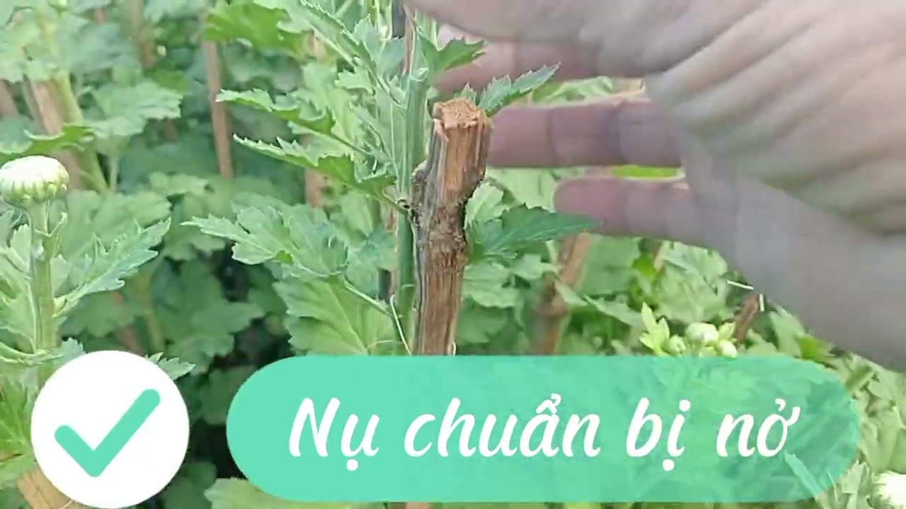 Hành trình trồng hoa cúc Tết 2026@BìnhĐoàn-u4w 