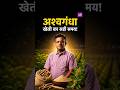 अश्वगंधा की खेती कब और कैसे करें? पूरी जानकारी 🌱