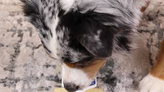 ASMR Dog Licking Peanut Butter Orapup