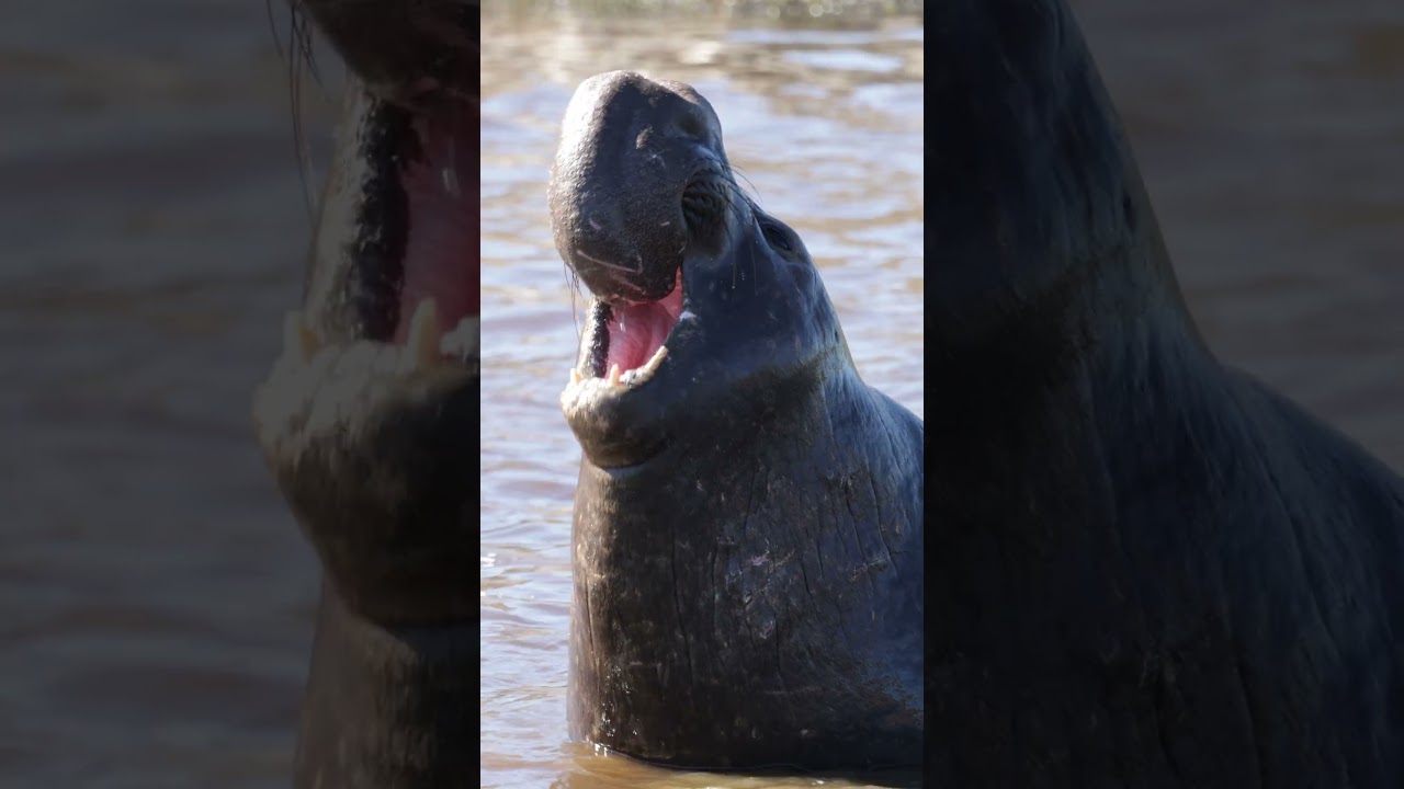 An Elephant Seal barking! 