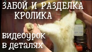 Забой и разделка кролика подробно в деталях. Обучающий видеоурок.🔴18+! Забой и разделка кролика подробно в деталях. Обучающий видеоурок.🔴18+!