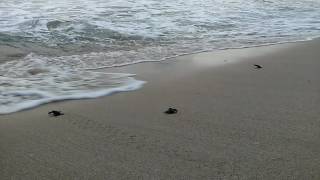 Pelepasan Tukik (Anak Penyu) di Pantai Pangumbahan