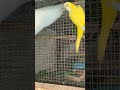 Albino 🤍 and lutino 💛 monk(Quakar parrot)#monk #shorts