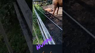 luukku 11#Nuppu (sori kuvat on vähän tärähtänyt)